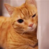 Tỷ lệ cá cược b