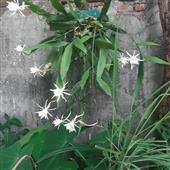 Tỷ lệ vòng loại