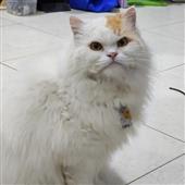 Hổ May Mắn