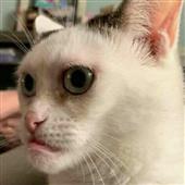 Gấu Trúc Rừng T