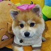 Shou-Xin