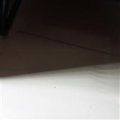 Cá cược đua chó