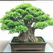 Động vật tr