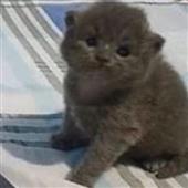 Rùng Rợn Đê
