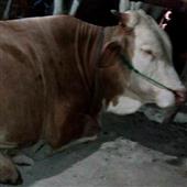 Kênh phân p