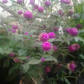 Người đánh kiếm