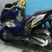 Gấu Trúc Rừng T