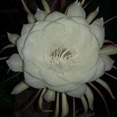 Người Phú Quý M