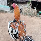 Belangkai 2