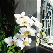 Tool dự đoán bó