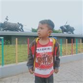 Pháo hoa Wild
