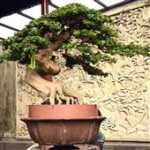 Các luật chơi c