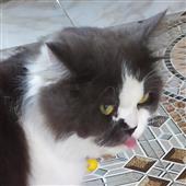 Kèo bóng đá Anh