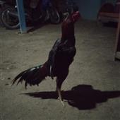 Rùng Rợn Đêm Nô