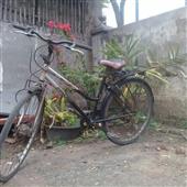 Các trang cờ bạ