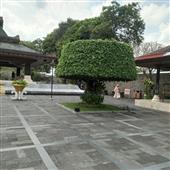 CỪU VUI VẺ