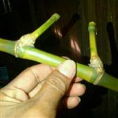 Lịch thi đấu LP